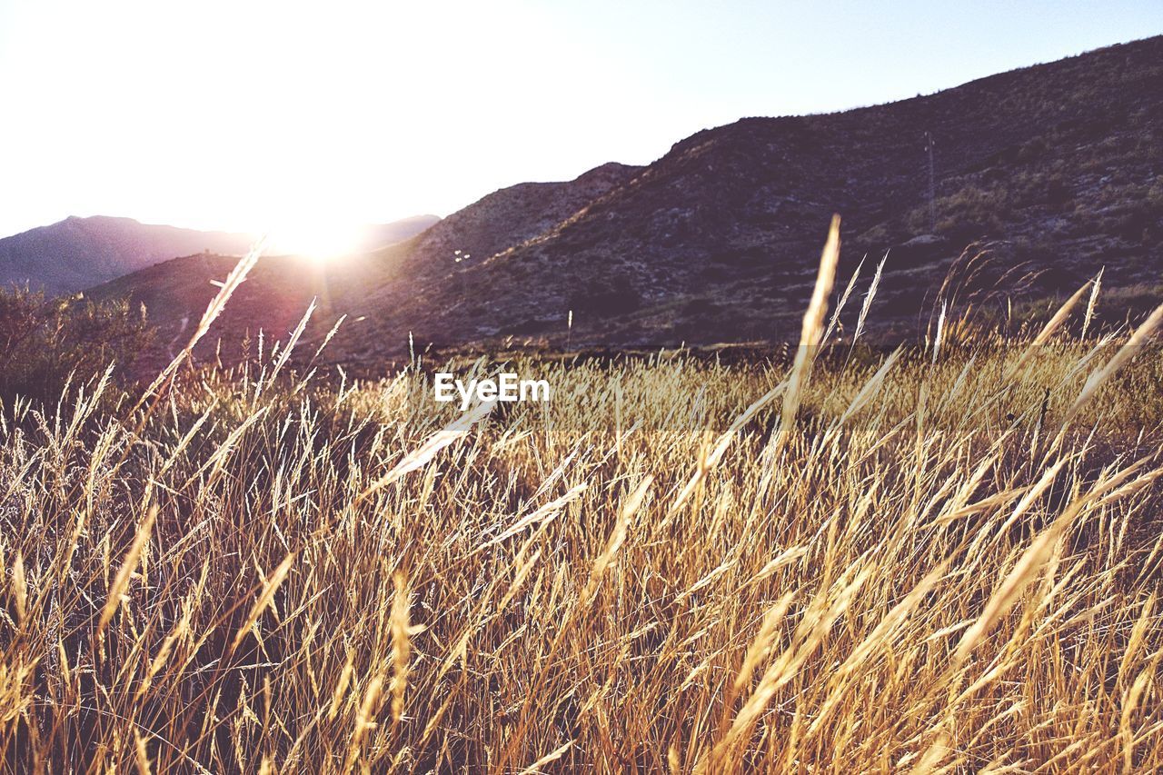 SCENIC VIEW OF GRASSY FIELD AGAINST BRIGHT SUN