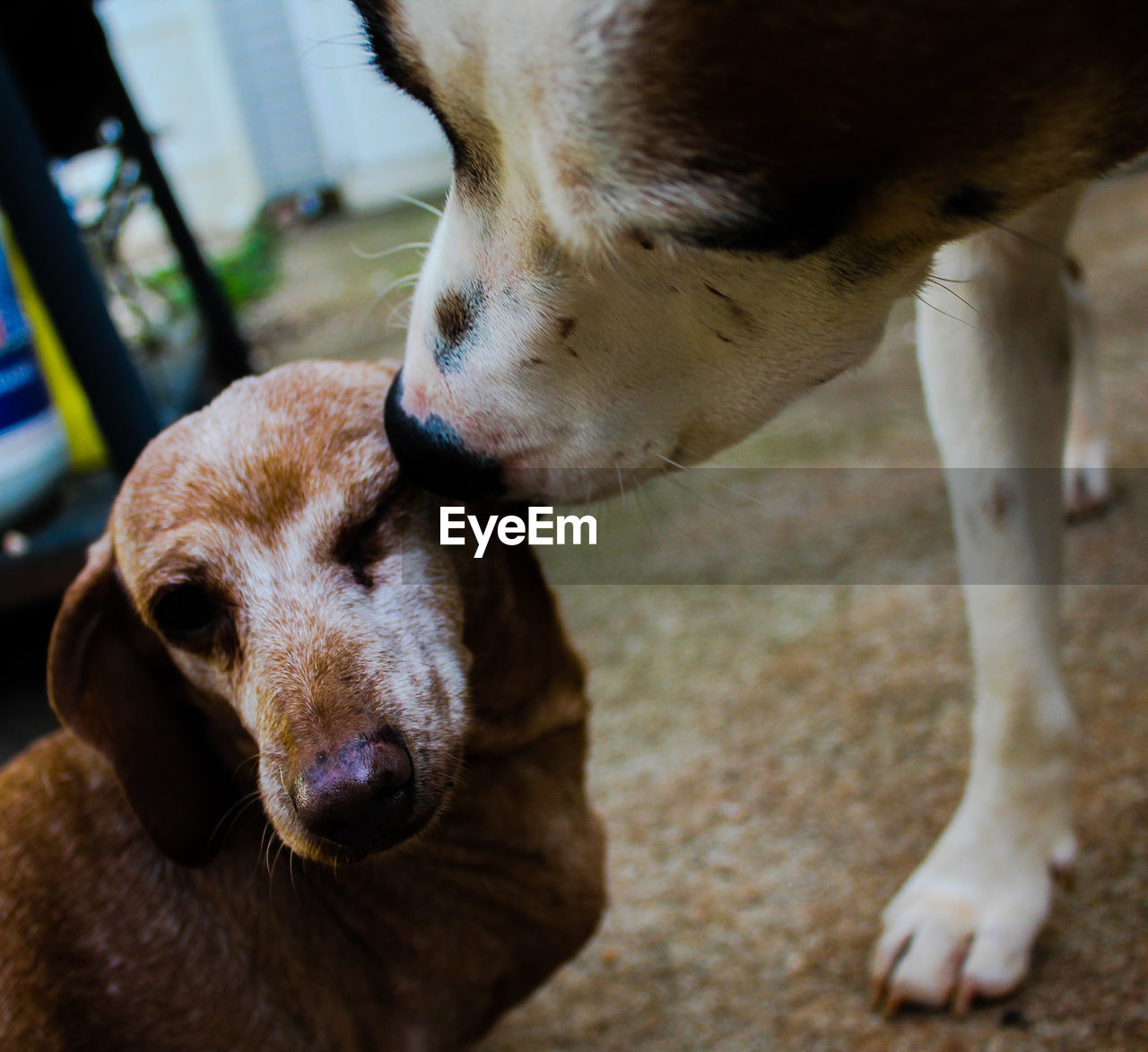 CLOSE-UP OF DOG LOOKING AWAY