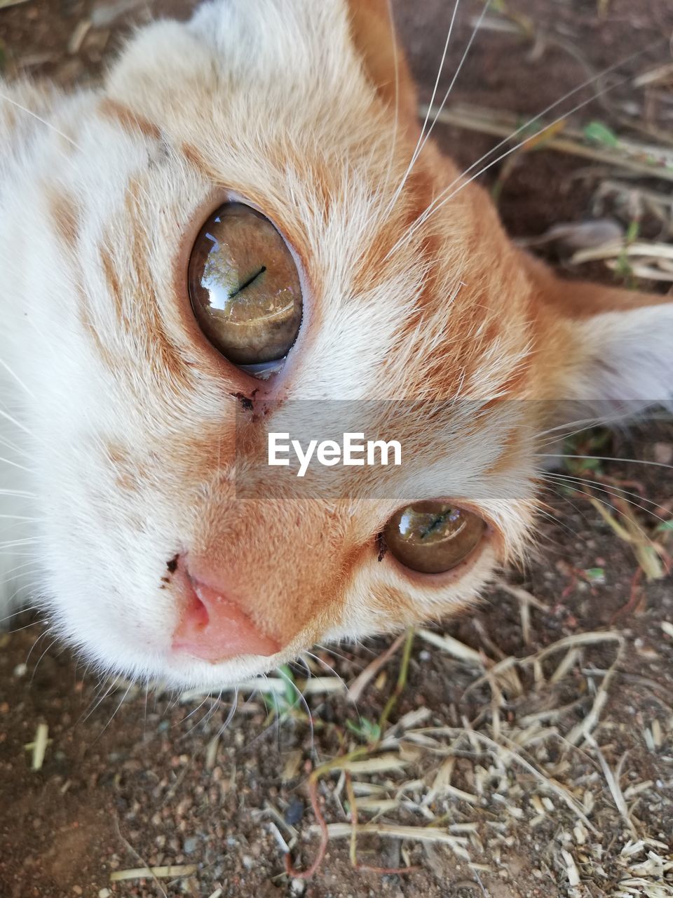 Close-up portrait of cat on land 