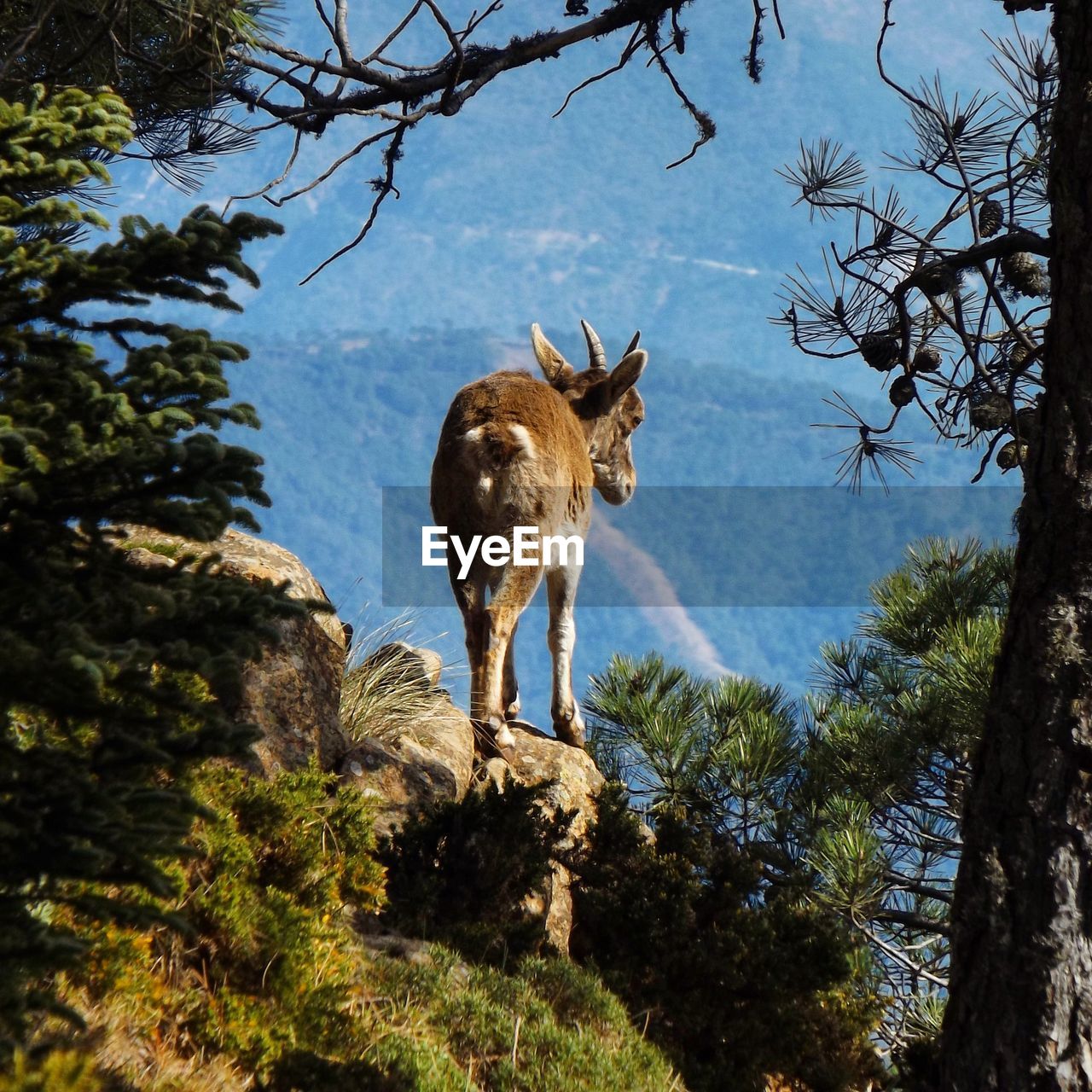 Goat standing on rock