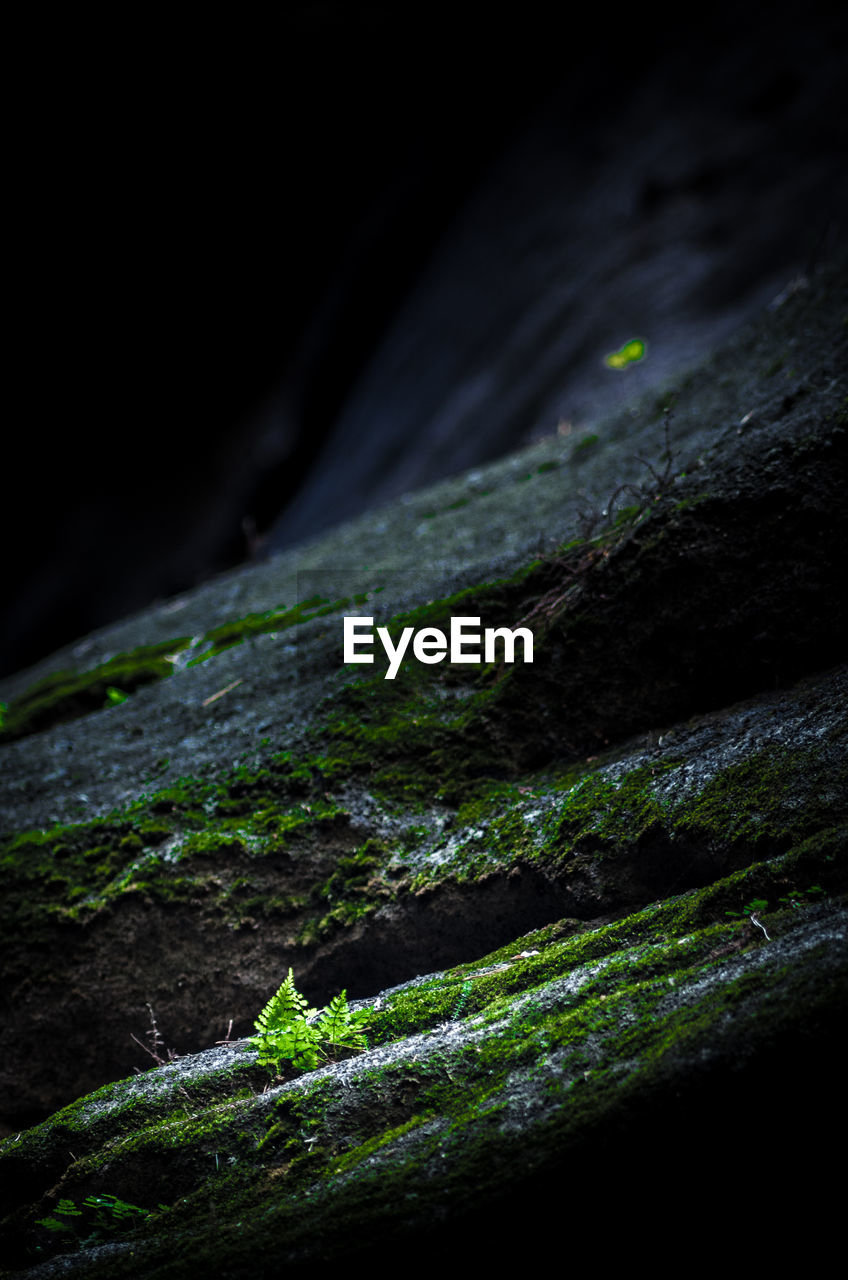 Close-up of moss on rock at night