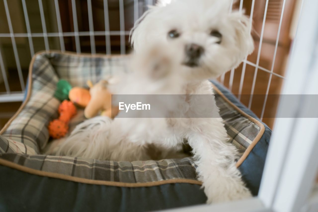 CLOSE-UP OF A DOG LOOKING AWAY