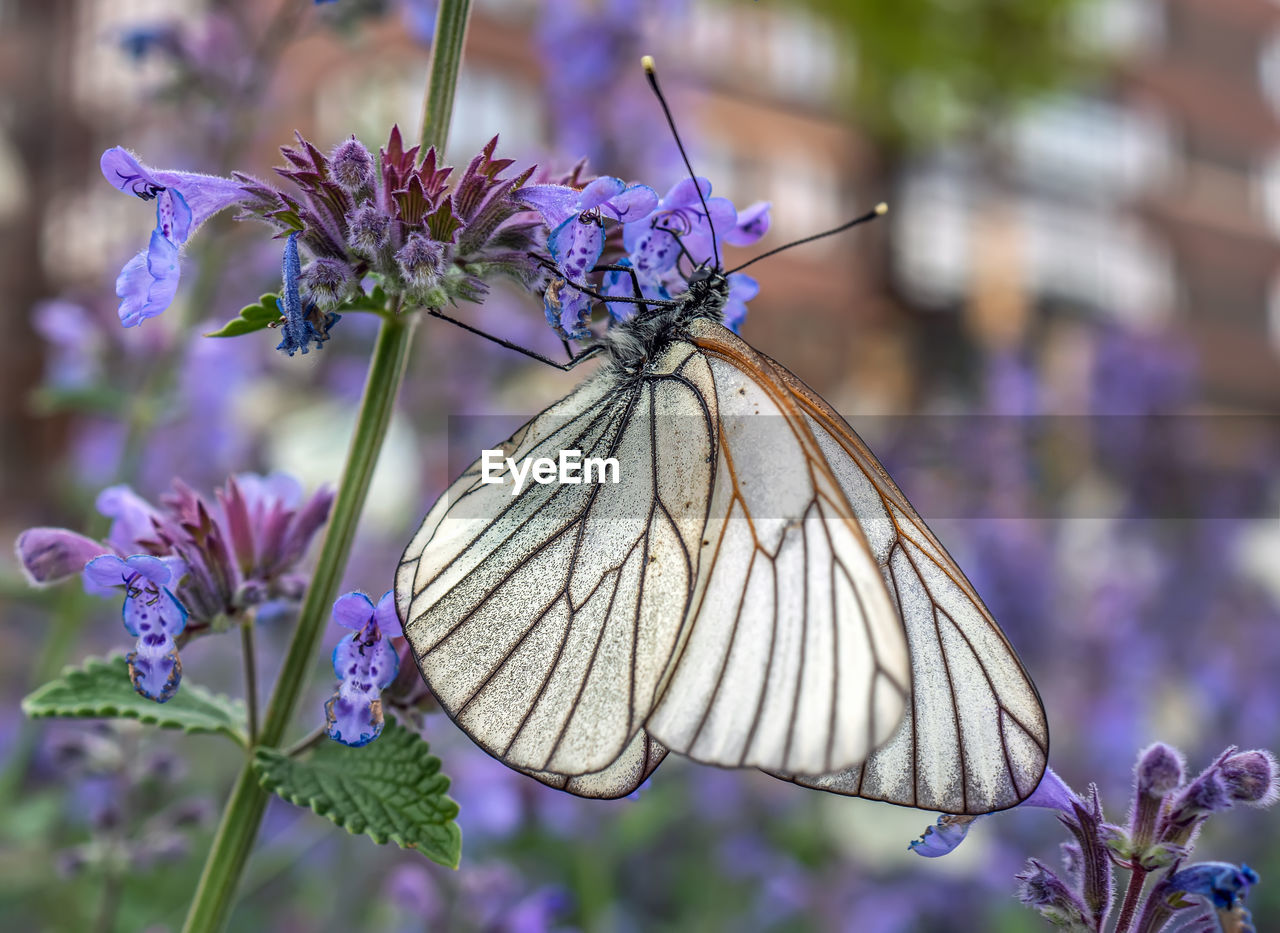 flower, flowering plant, beauty in nature, moths and butterflies, animal wing, butterfly, insect, animal themes, animal, animal wildlife, plant, purple, close-up, fragility, nature, freshness, one animal, focus on foreground, monarch butterfly, animal body part, wildlife, macro photography, no people, lilac, lavender, macro, summer, outdoors, food, petal, eating, flower head, feeding, perching