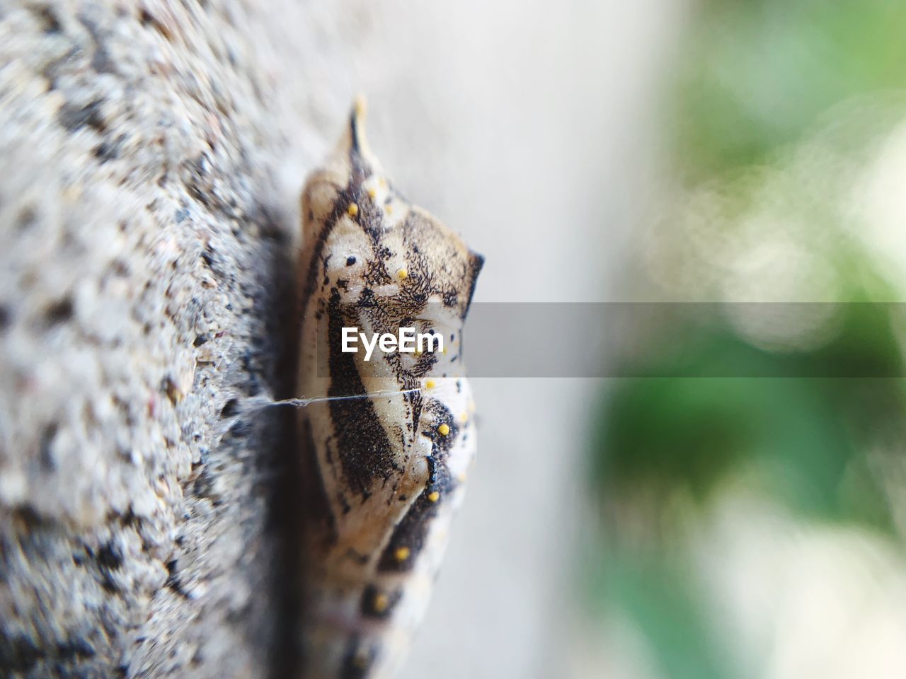 Close-up of insect on plant