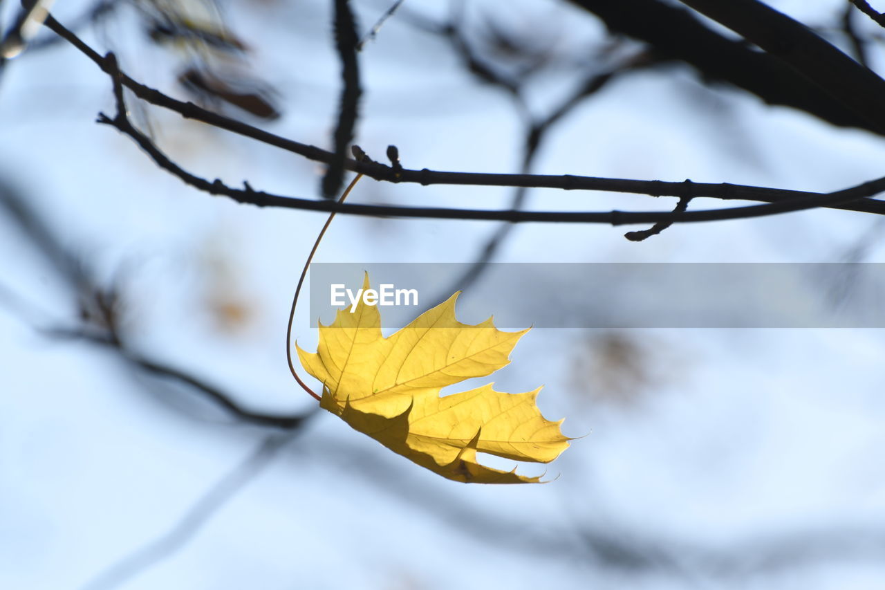 Close-up of yellow maple leaves on branch against a winter sky