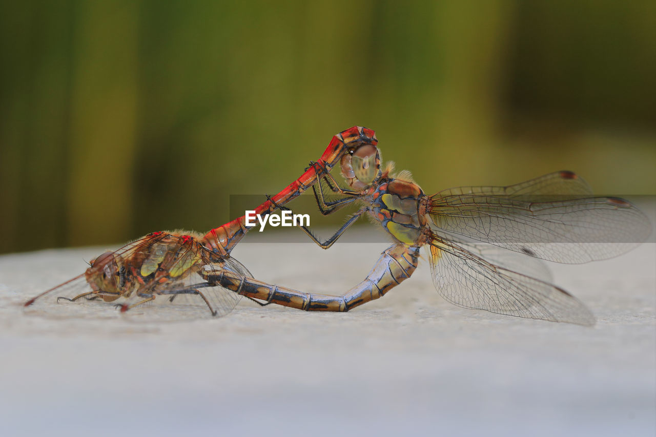 CLOSE-UP OF CATERPILLAR ON LEAF