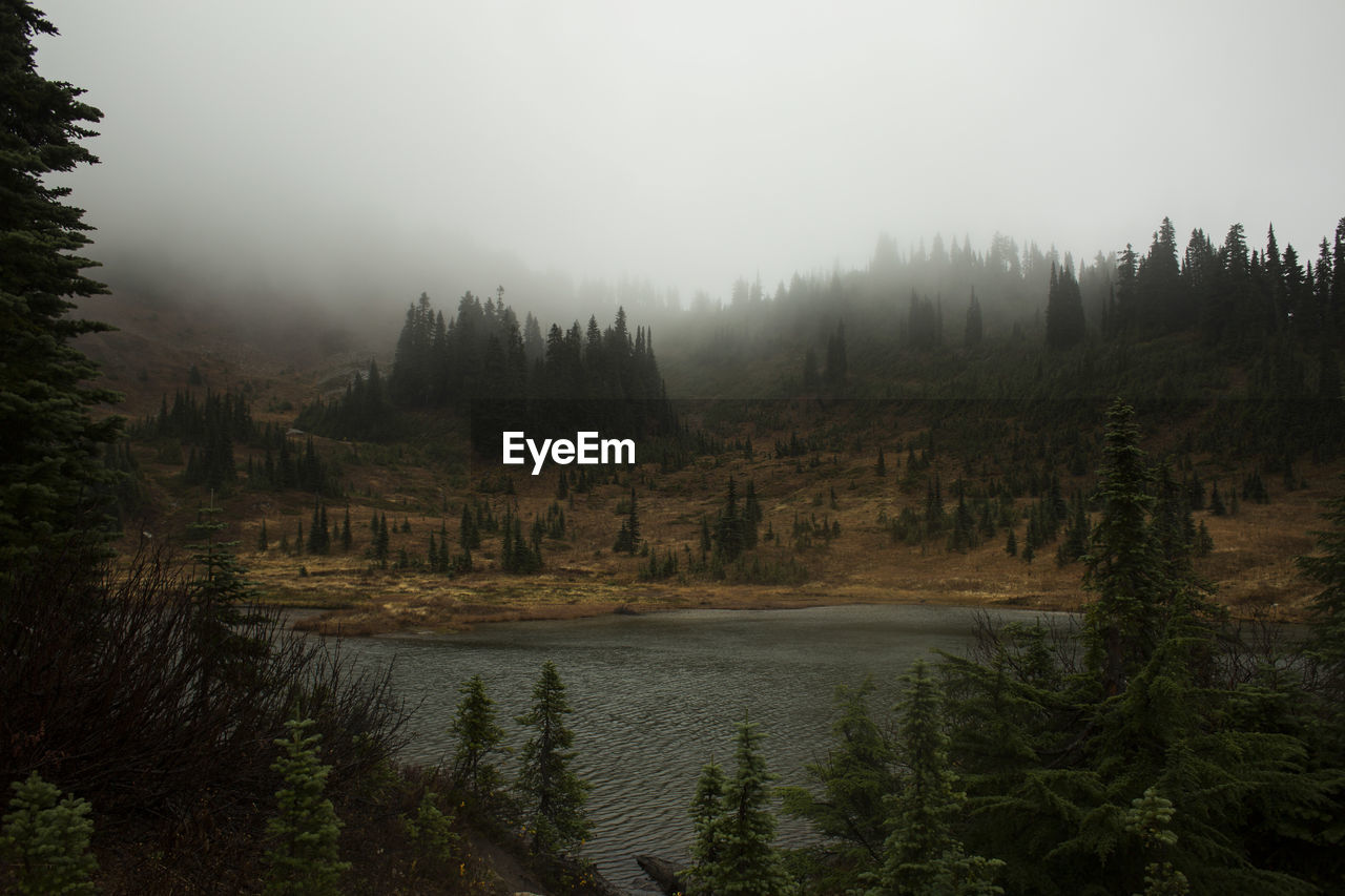 TREES IN FOREST AGAINST SKY DURING FOGGY WEATHER