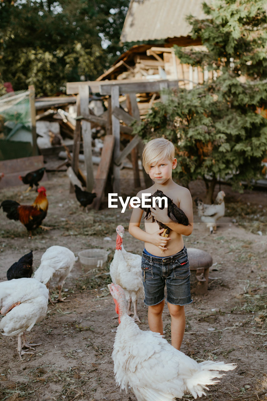 Shirtless boy holding hen standing at poultry