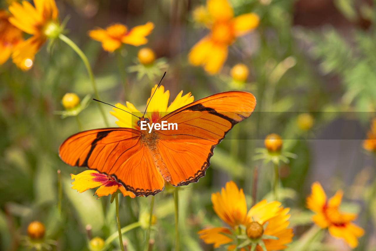 Close-up of butterfly pollinating on orange flower