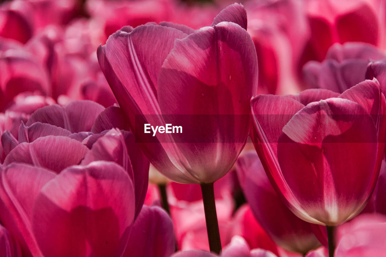 Close-up of pink flowers