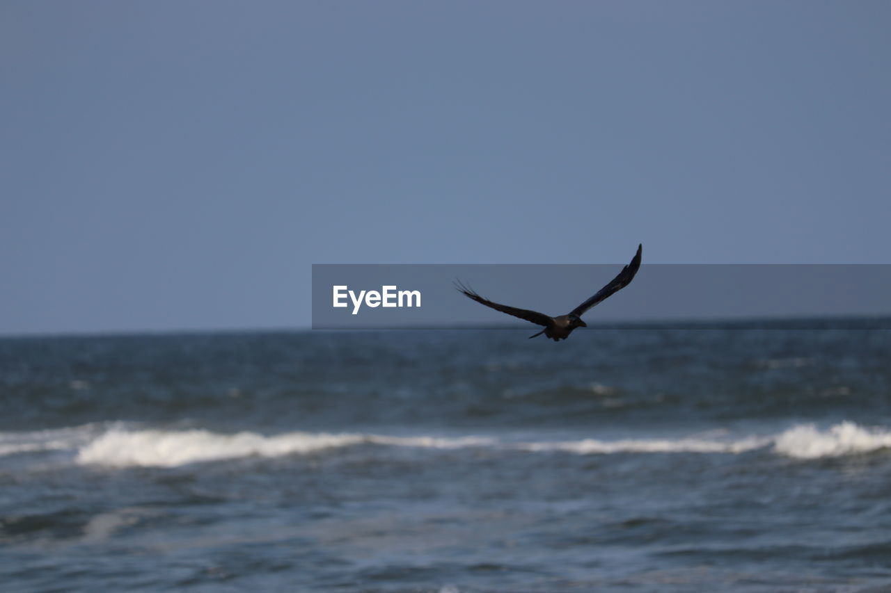 VIEW OF BIRD FLYING OVER SEA