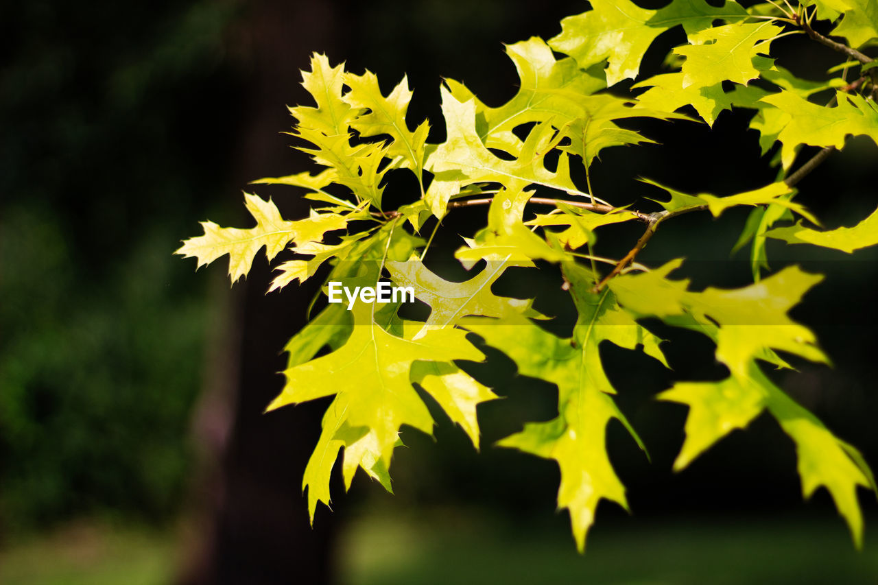 Close-up of yellow flowering plant leaves