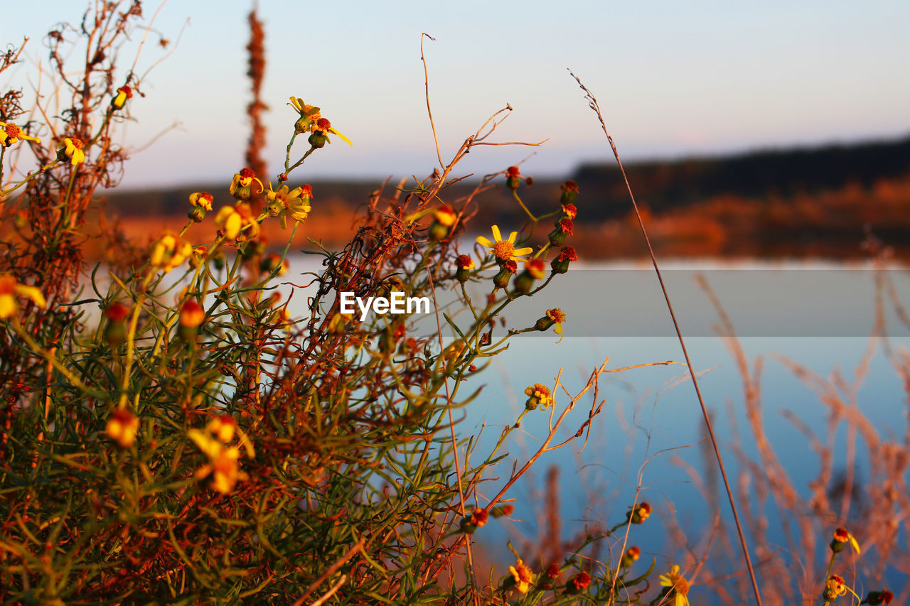 Close-up of plants against orange sky