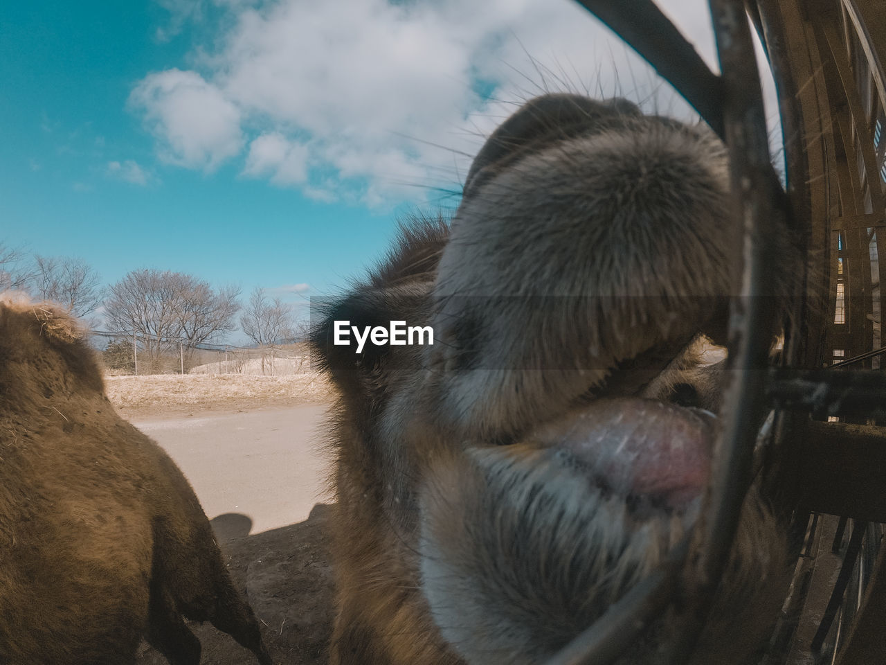 CLOSE-UP OF DOG LOOKING AT CAMERA