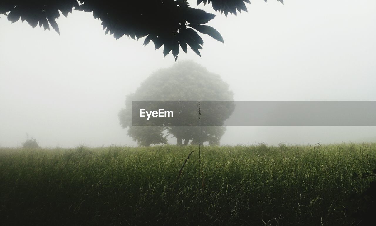 TREES ON FIELD IN FOGGY WEATHER