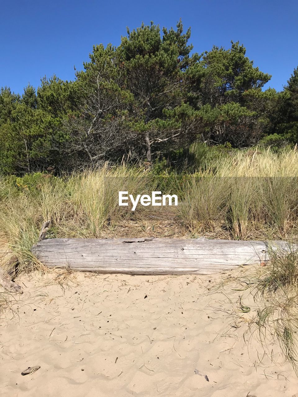 PLANTS GROWING ON LAND