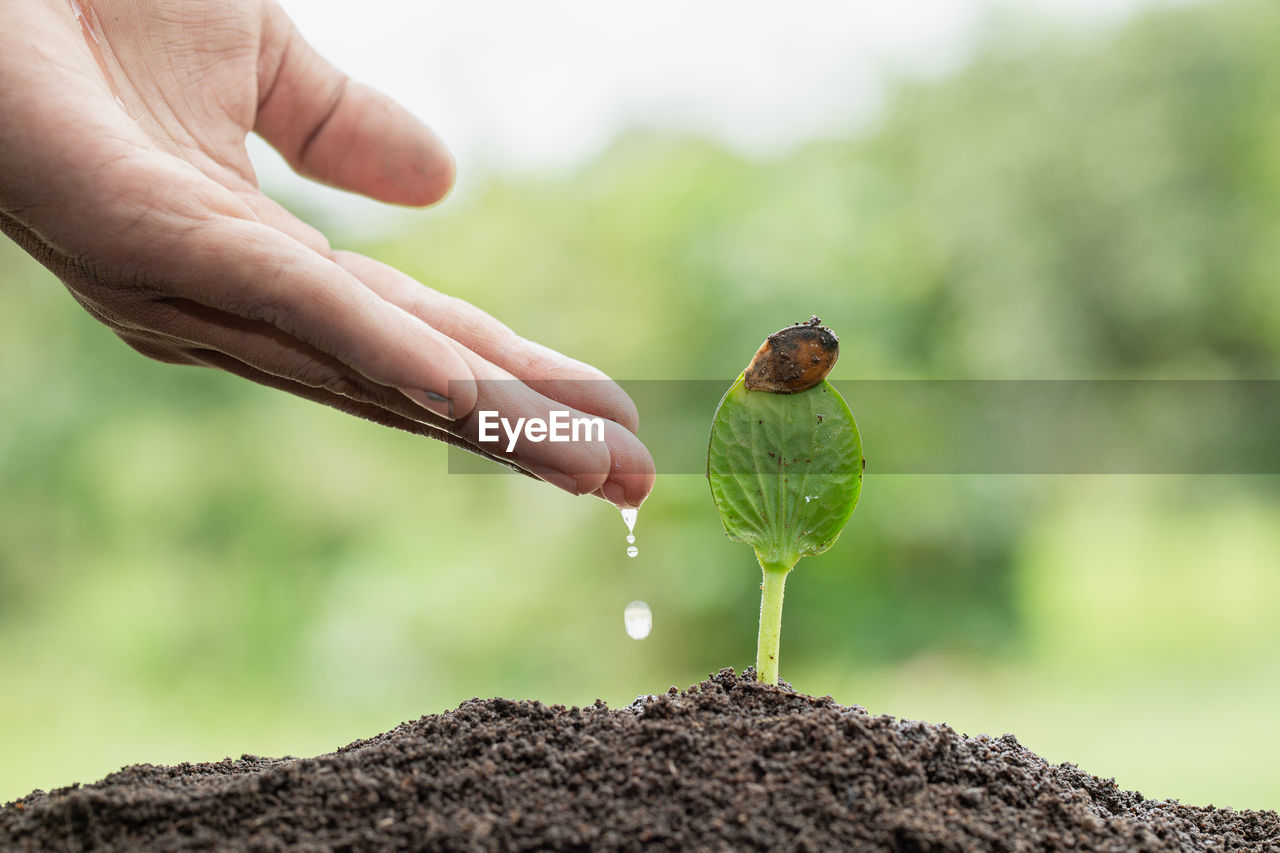 CLOSE-UP OF PERSON HOLDING PLANT