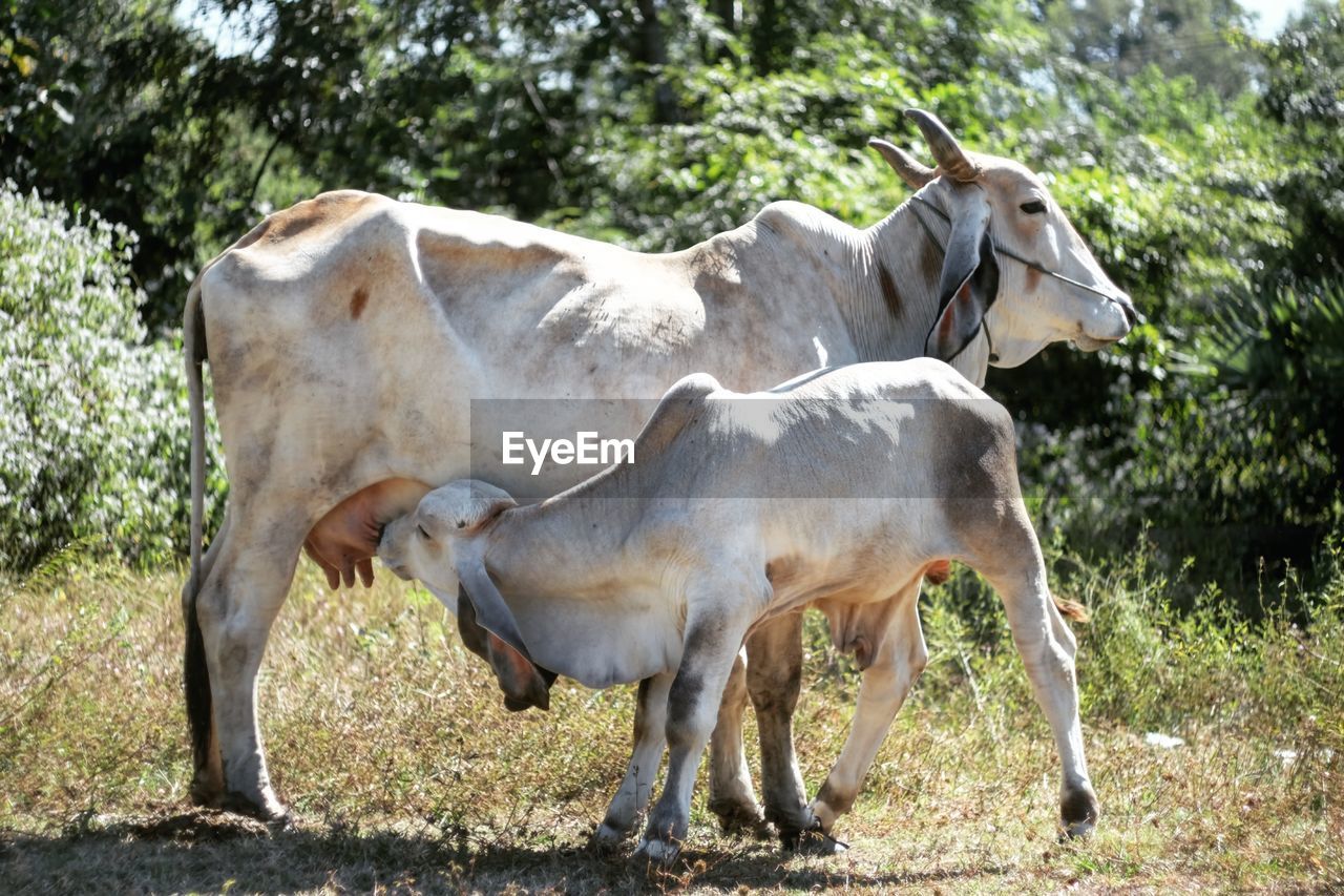 Cows in grass field