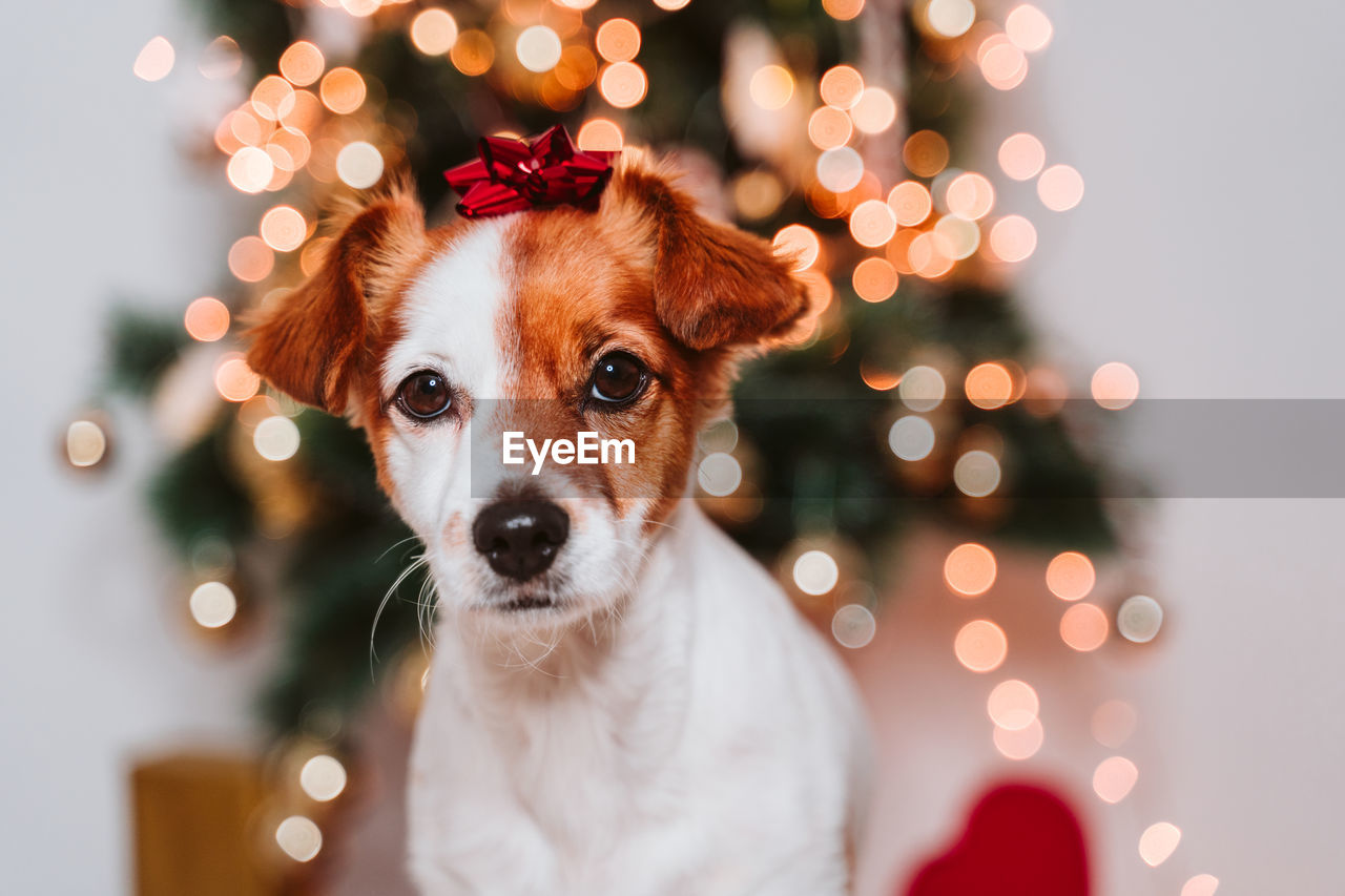 PORTRAIT OF DOG WITH CHRISTMAS TREE