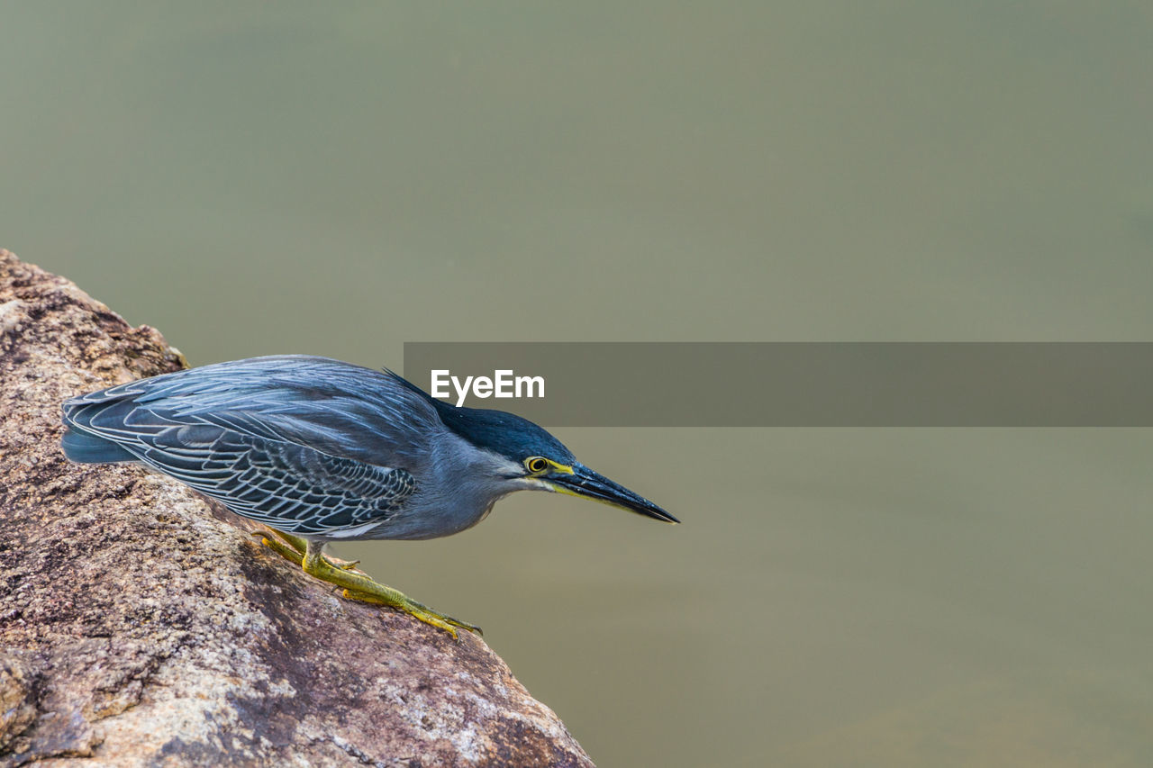 Close-up of bird perching on rock