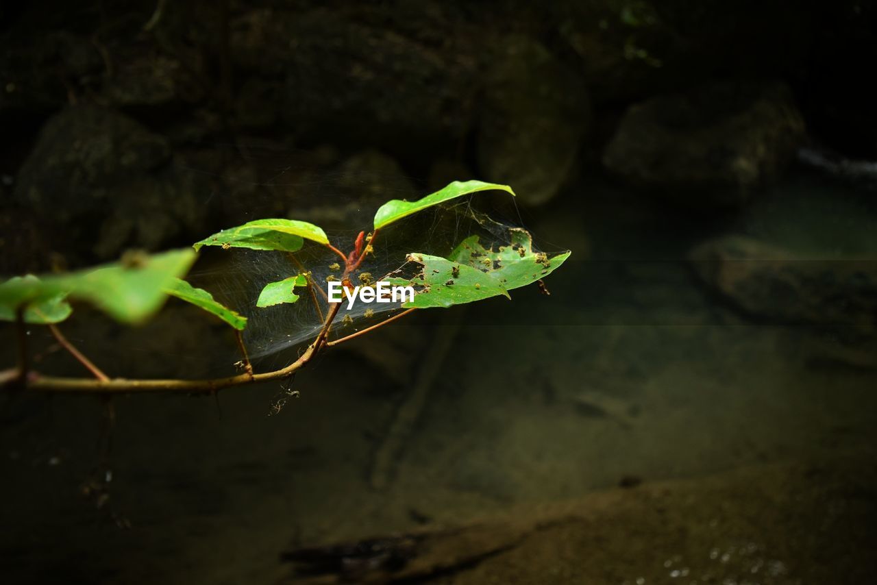 CLOSE-UP OF INSECT ON LEAF