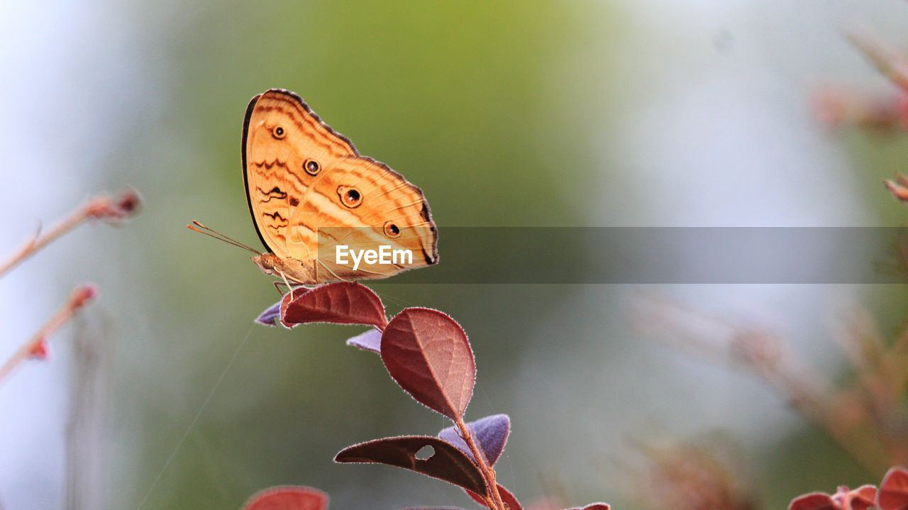 Close-up of butterfly pollinating flower