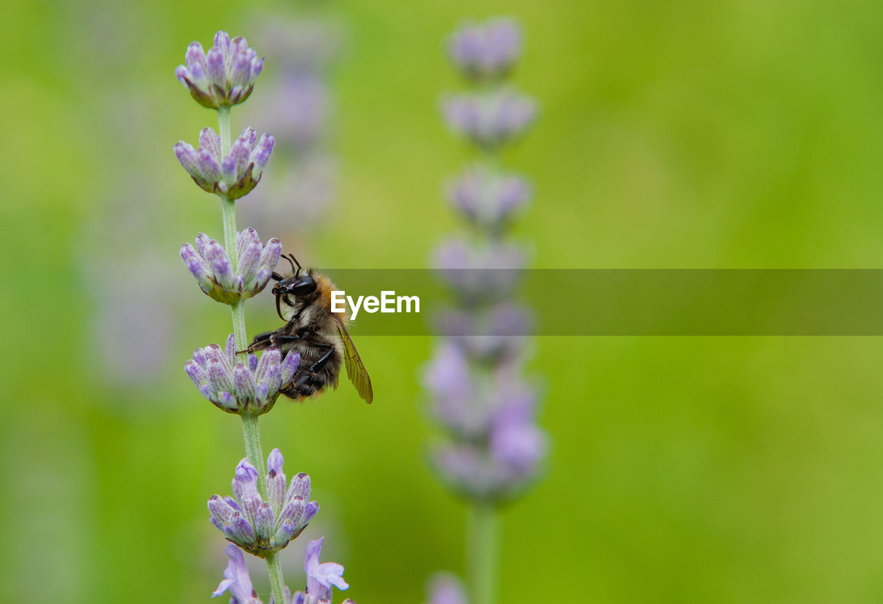 Close-up of bumblebee pollinating on purple flower