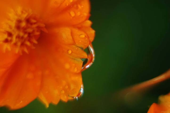 CLOSE-UP OF YELLOW FLOWER