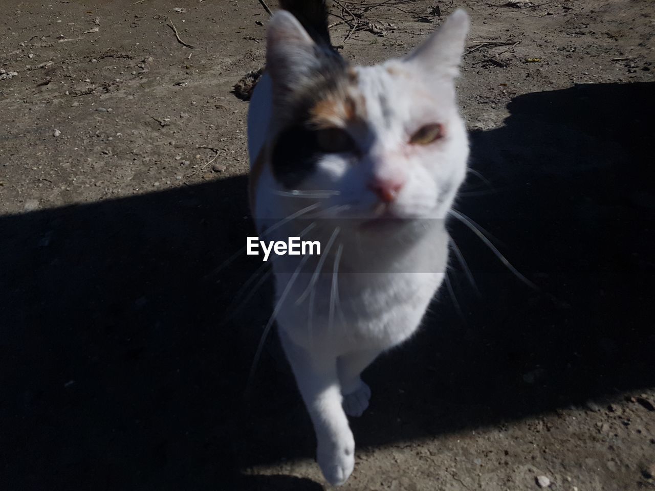 HIGH ANGLE VIEW OF WHITE CAT ON FLOOR