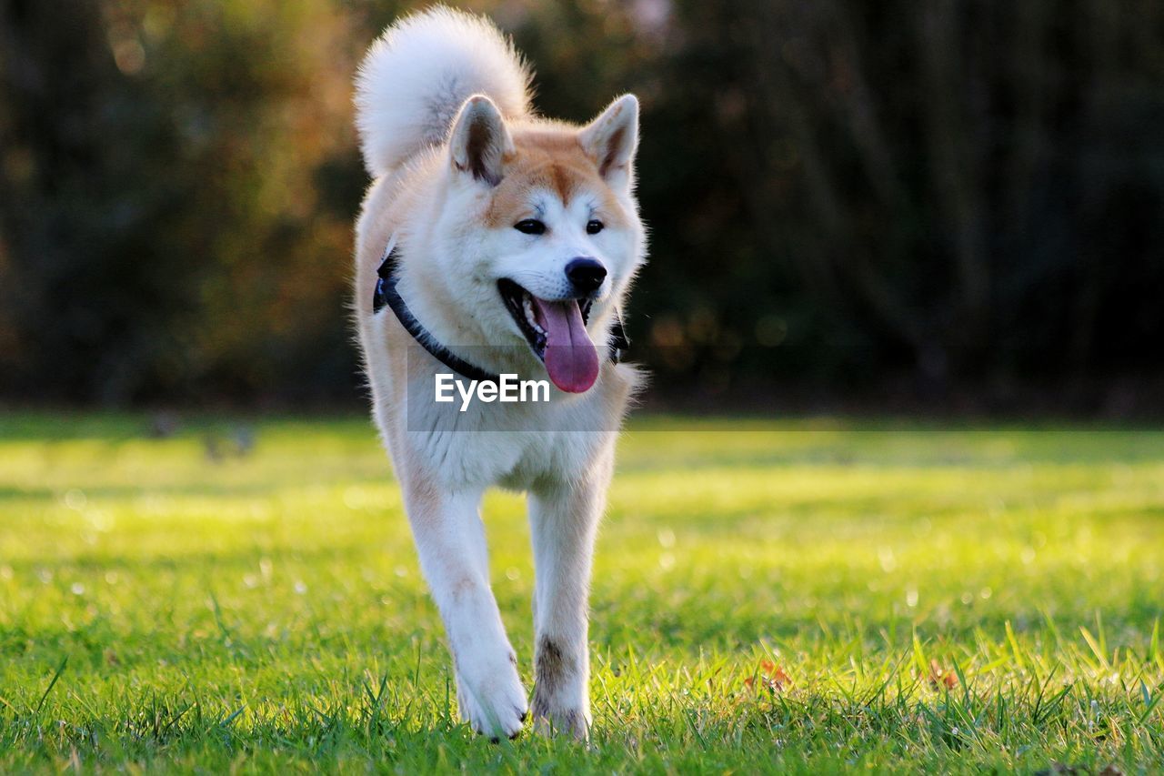 Dog running on grassy field