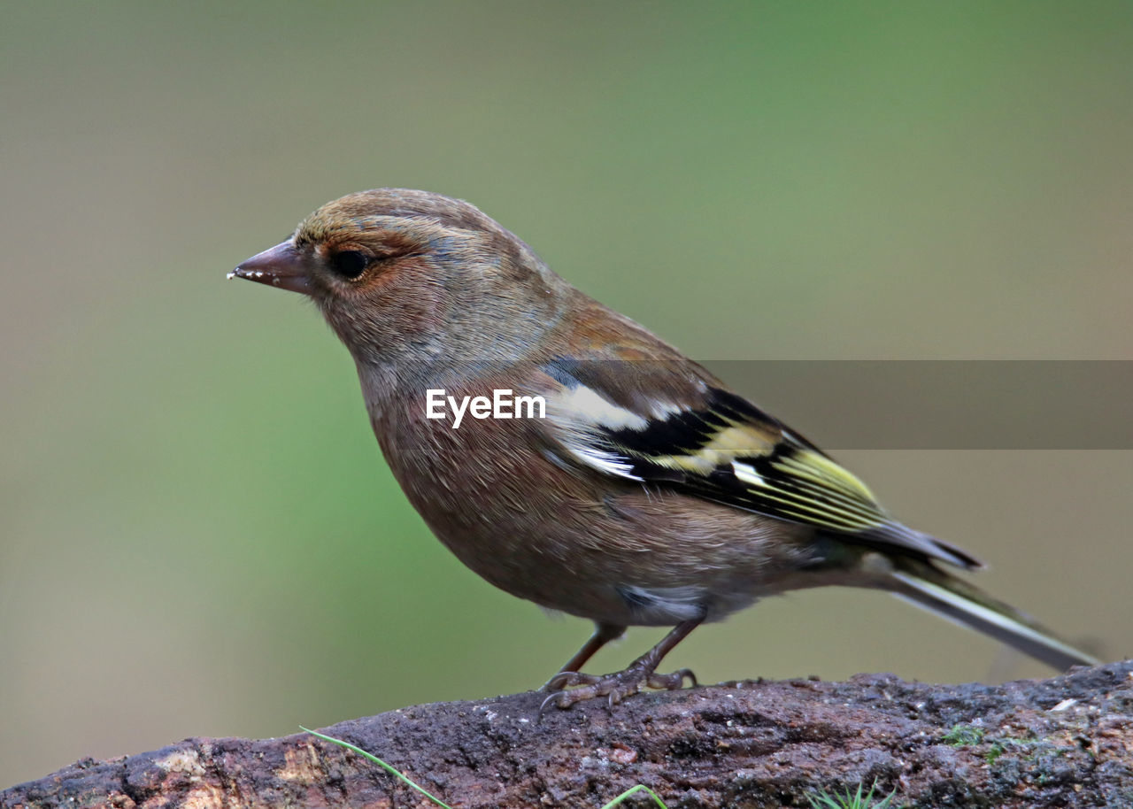 CLOSE-UP OF BIRD