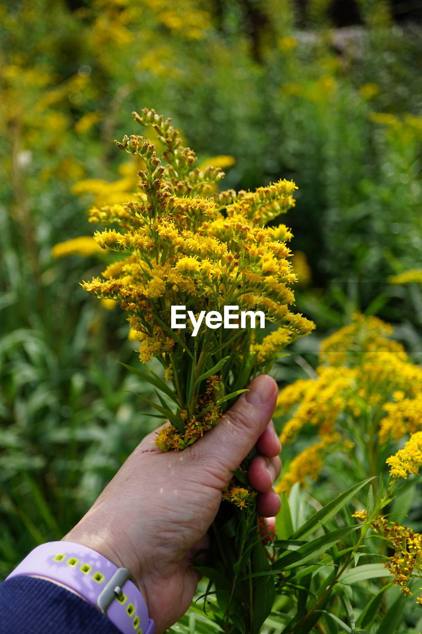 cropped hand of woman holding plant