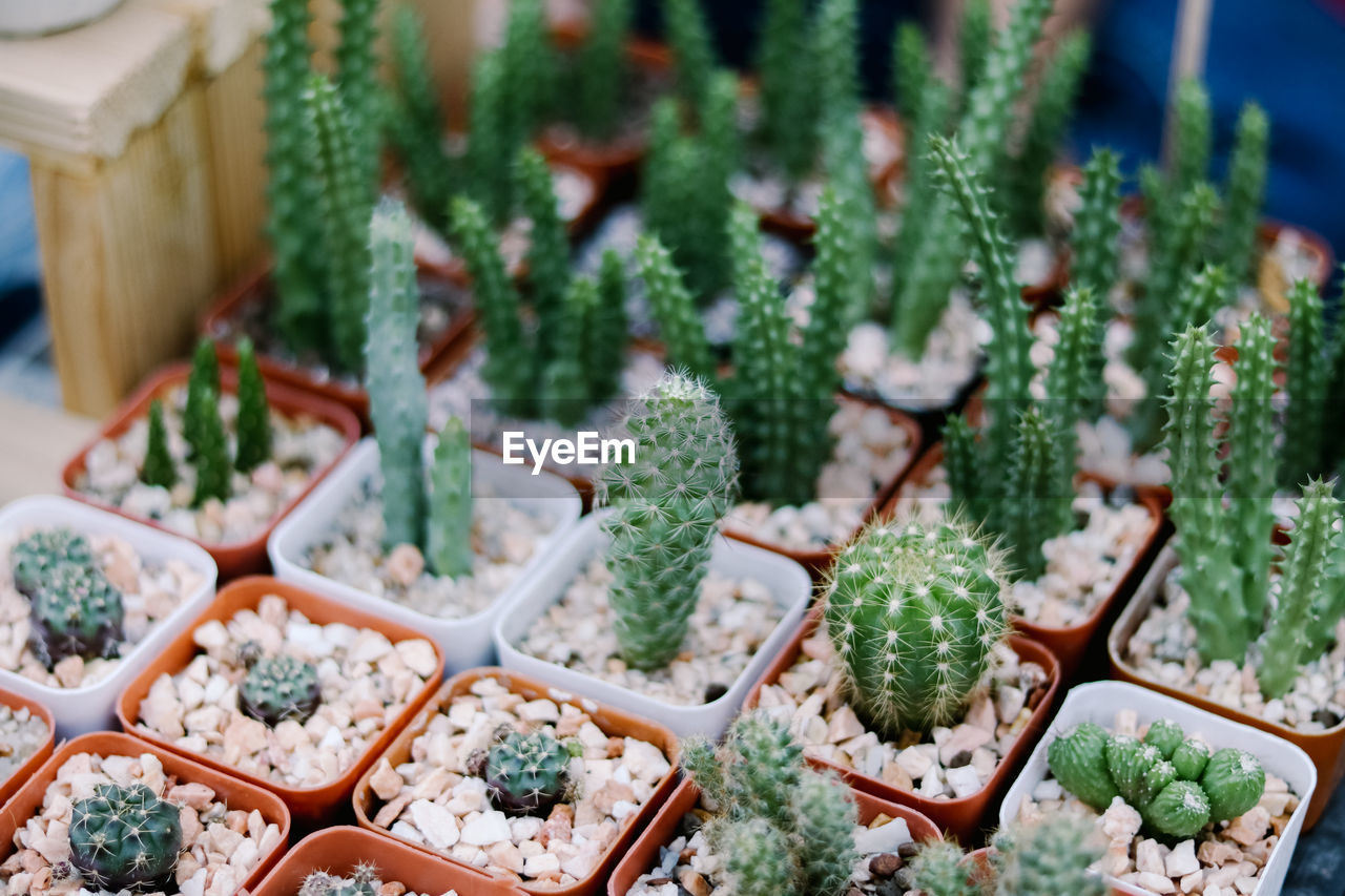 High angle view of potted plants