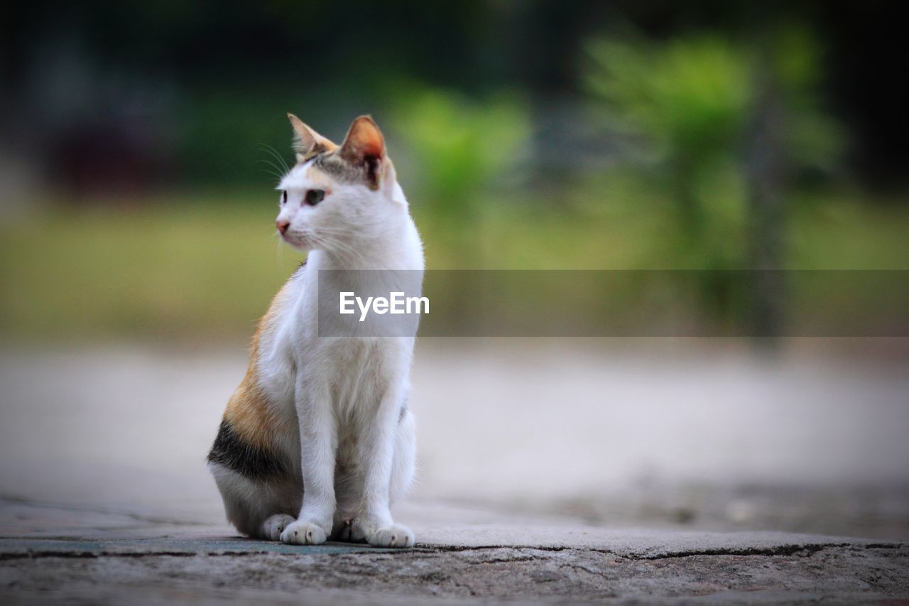 SIDE VIEW OF A CAT LOOKING AWAY OUTDOORS