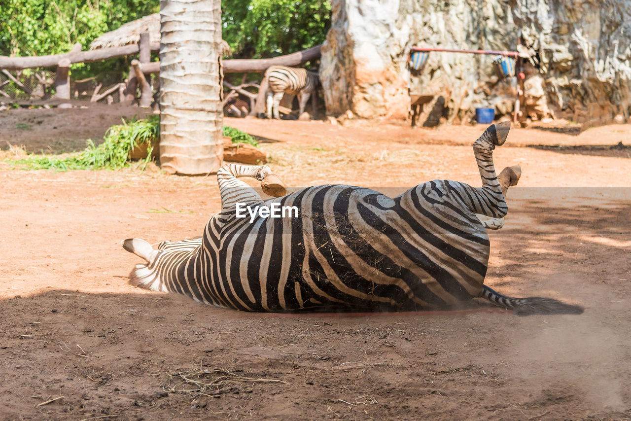 Zebra lying on field