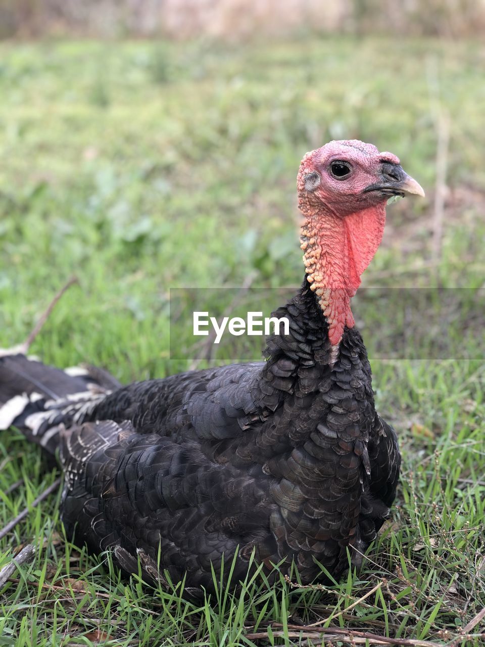 Close-up of a bird looking away turkey