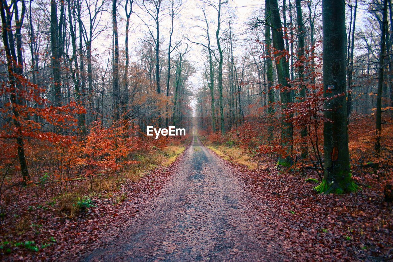 ROAD IN FOREST DURING AUTUMN