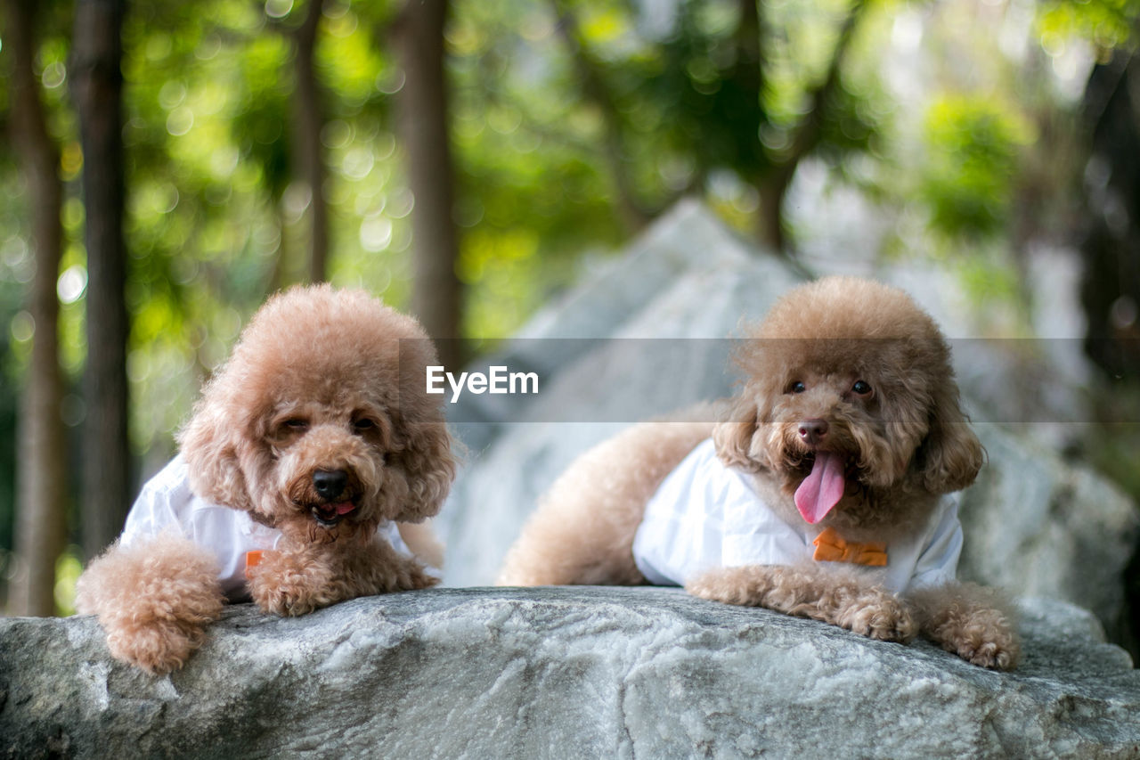 Hairy brown dogs sitting on rock outdoors
