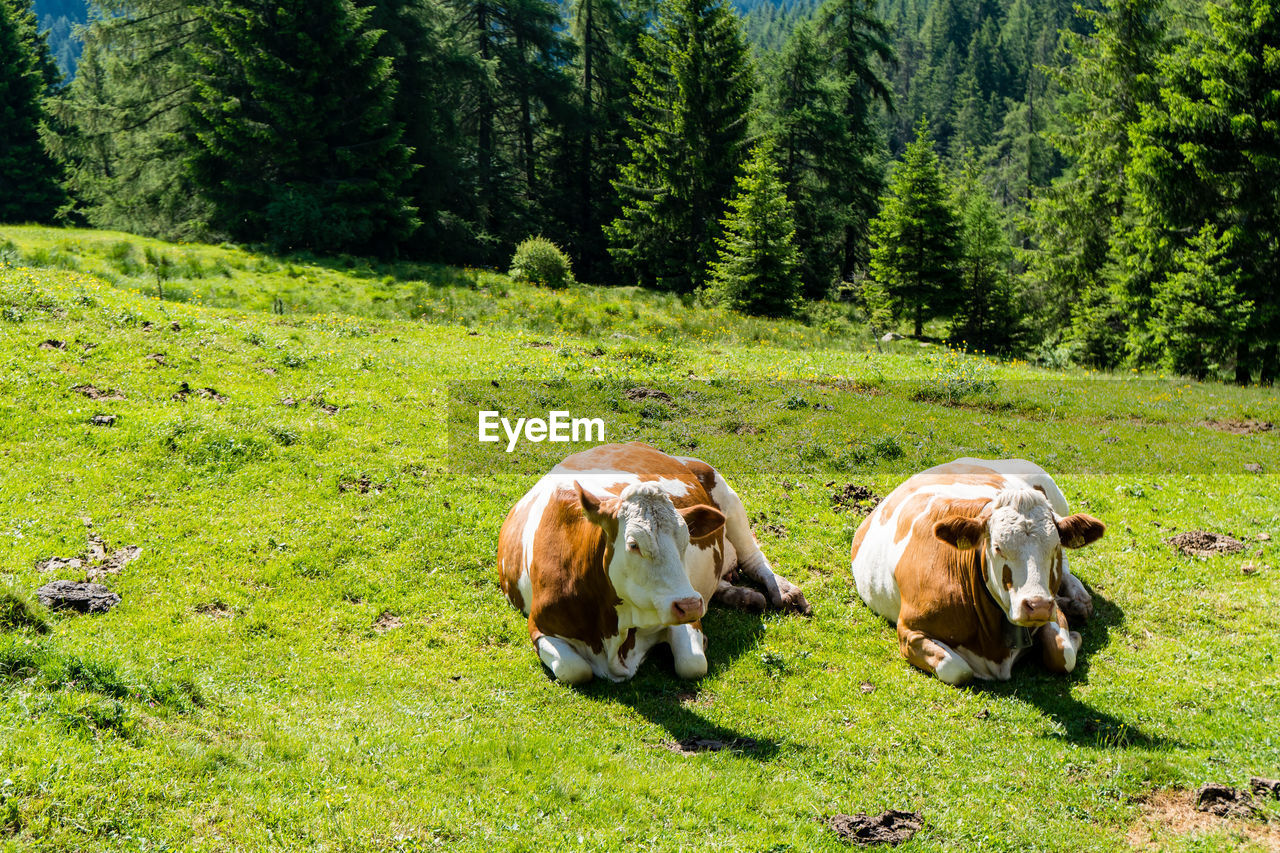 VIEW OF COWS ON GRASSY FIELD