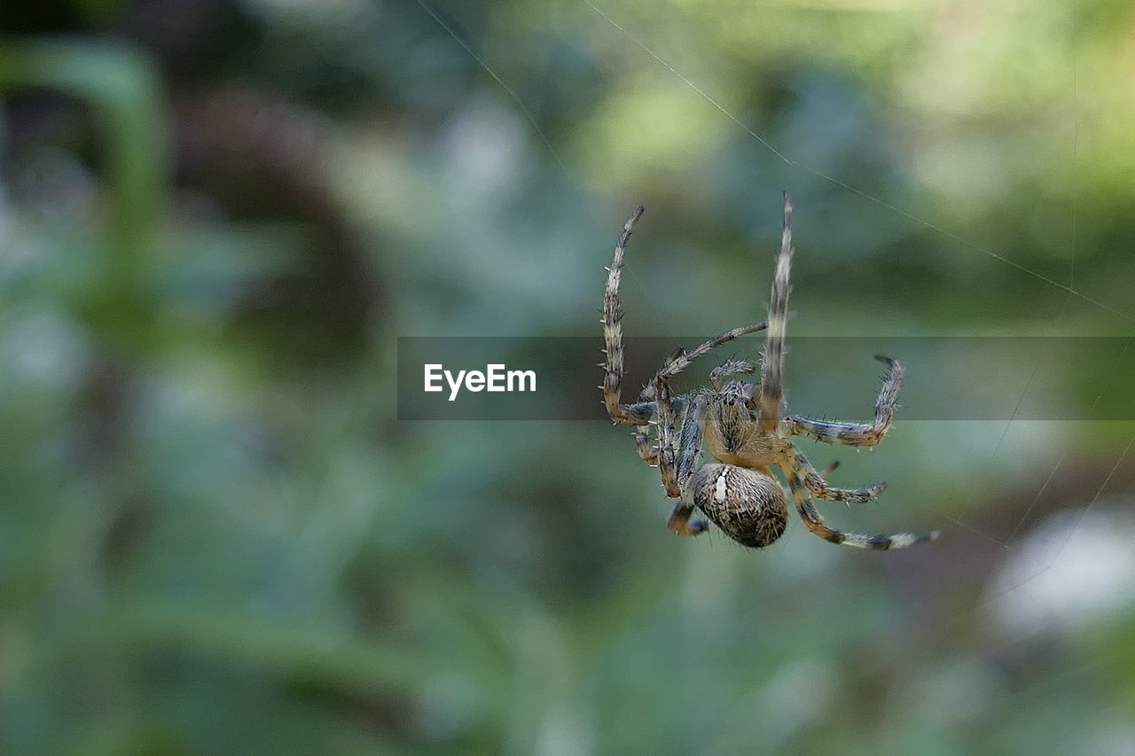 Close-up of spider on web