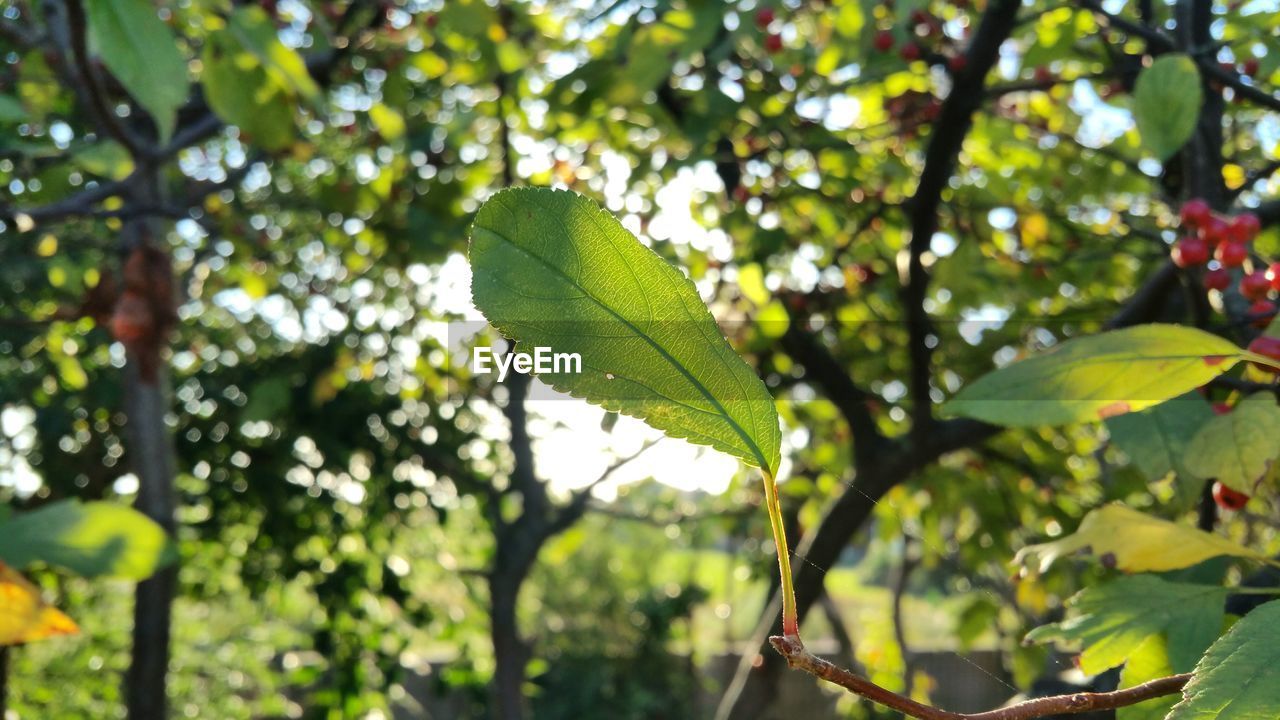 LOW ANGLE VIEW OF FRESH GREEN LEAVES