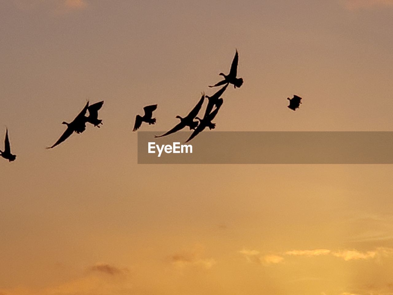 Low angle view of silhouette birds flying against sky during sunset