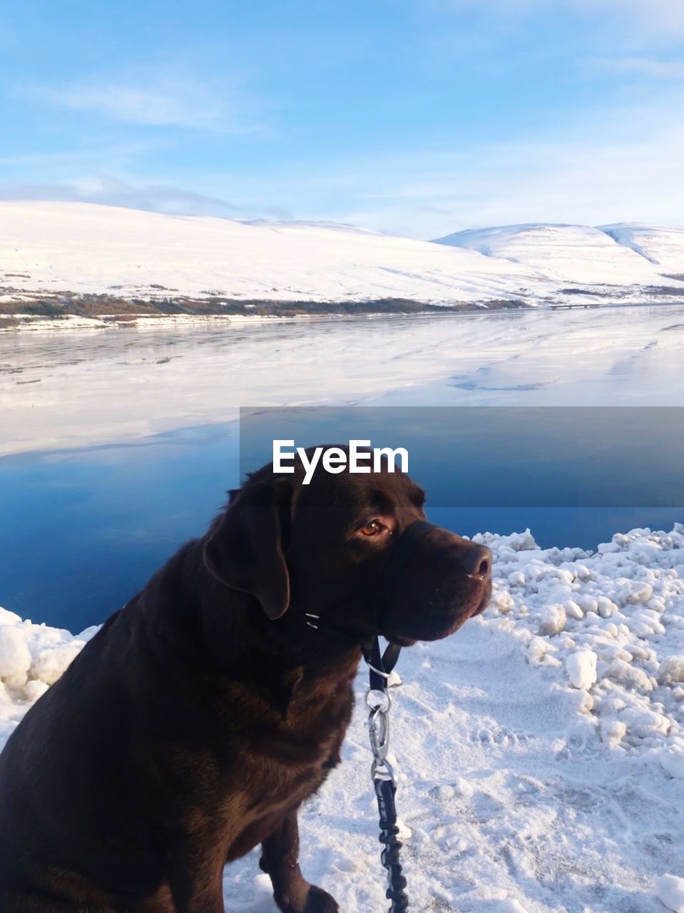 DOG ON SNOW COVERED SHORE