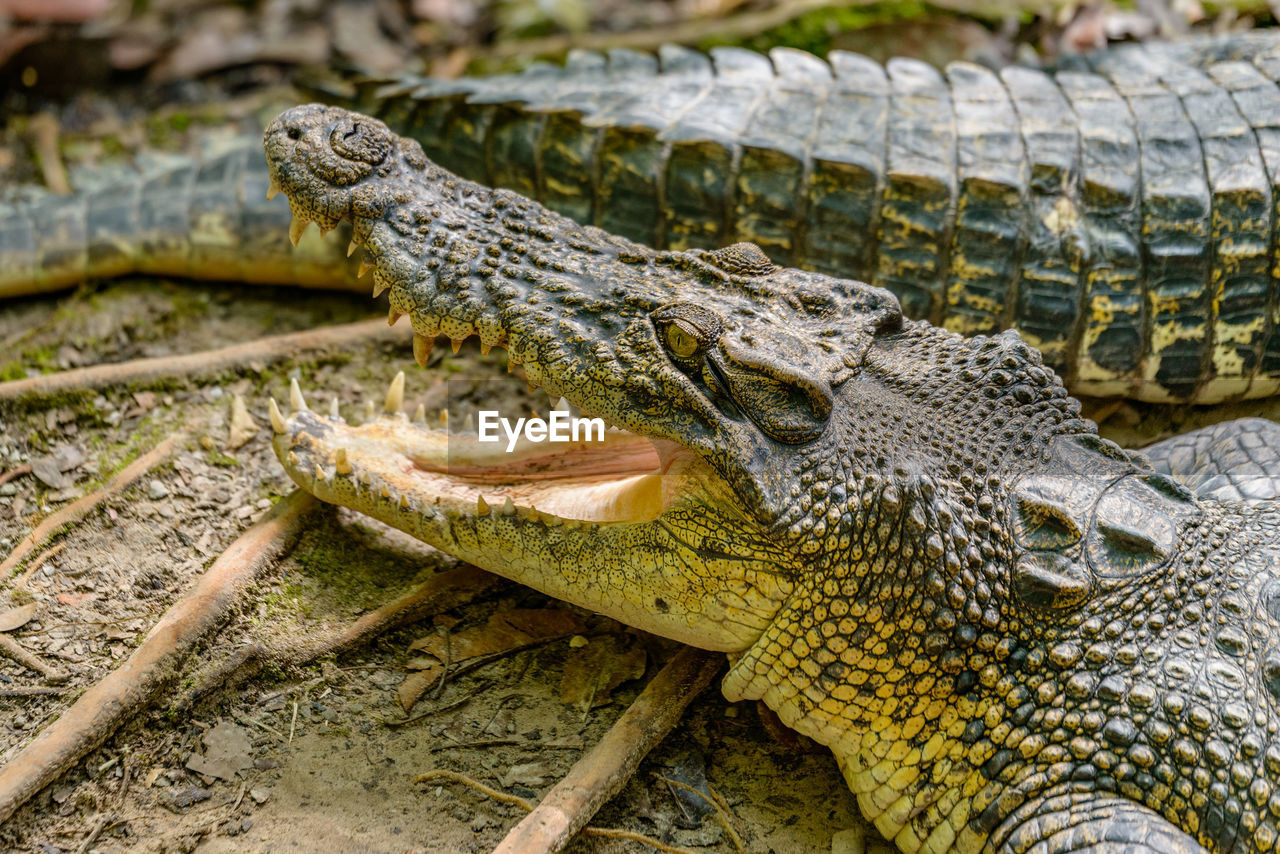 CLOSE-UP OF A LIZARD ON THE GROUND