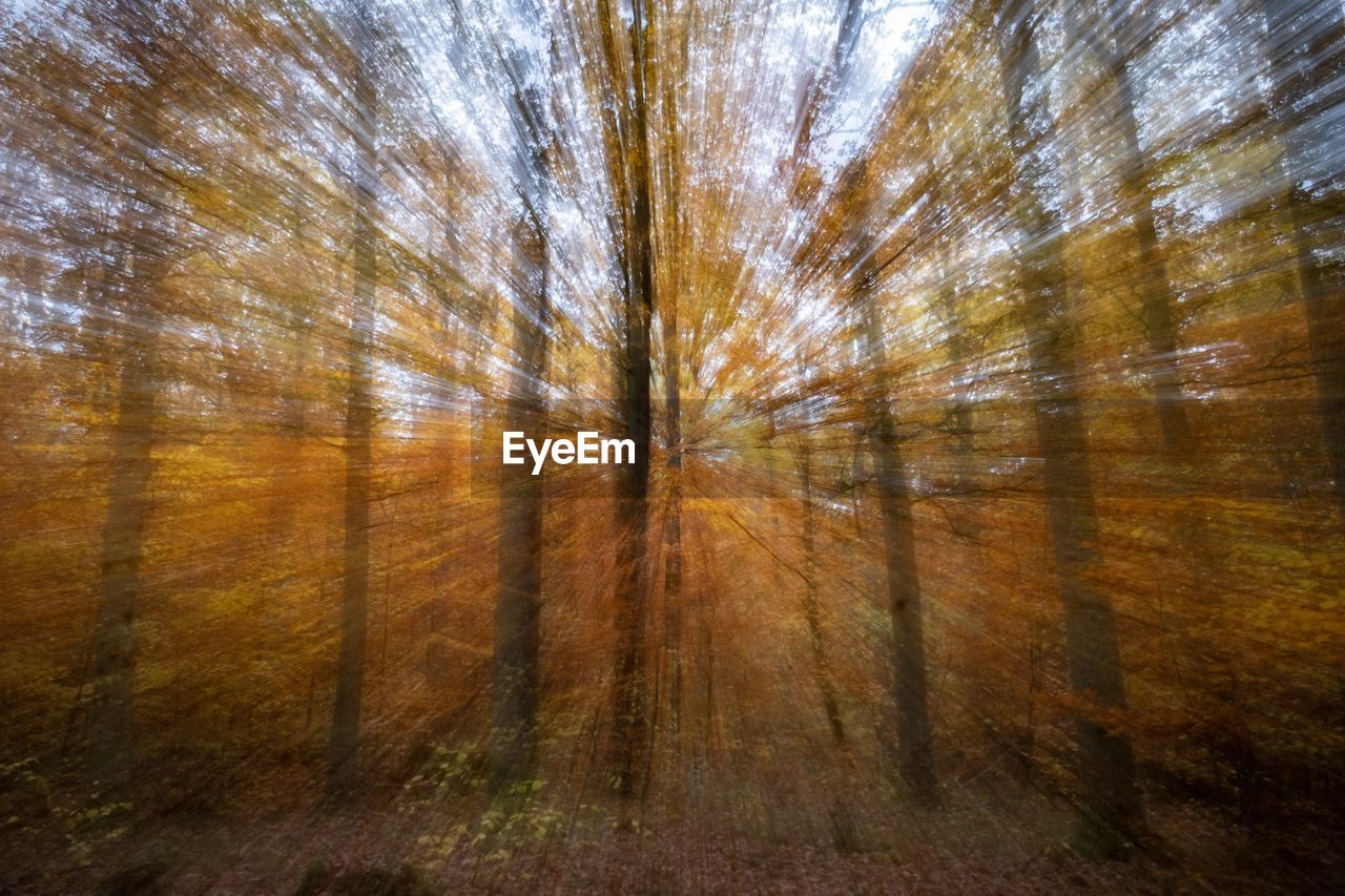 TREES GROWING IN FOREST