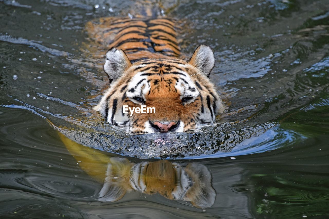 High angle view of tiger swimming in lake