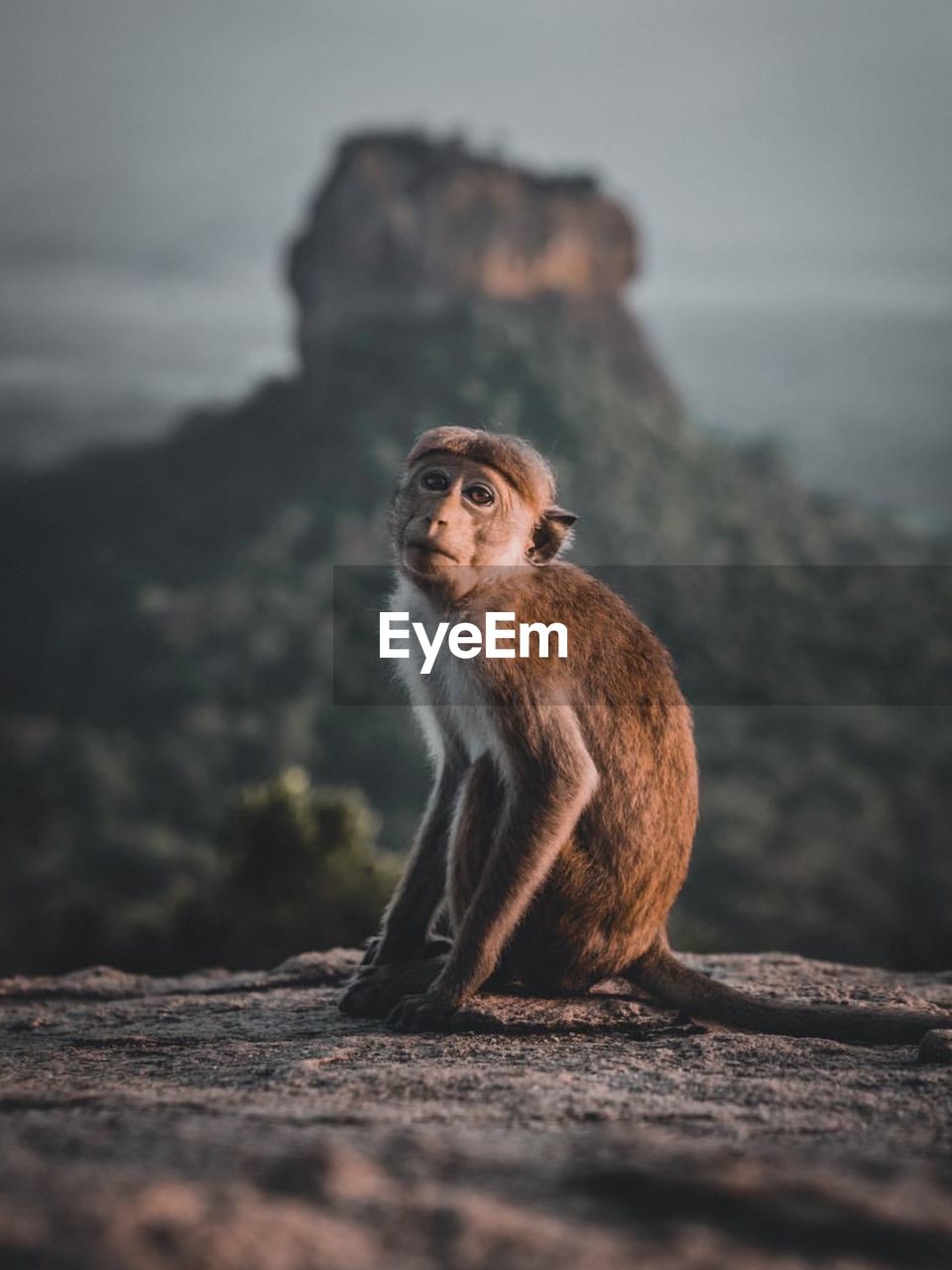 Monkey sitting on rock