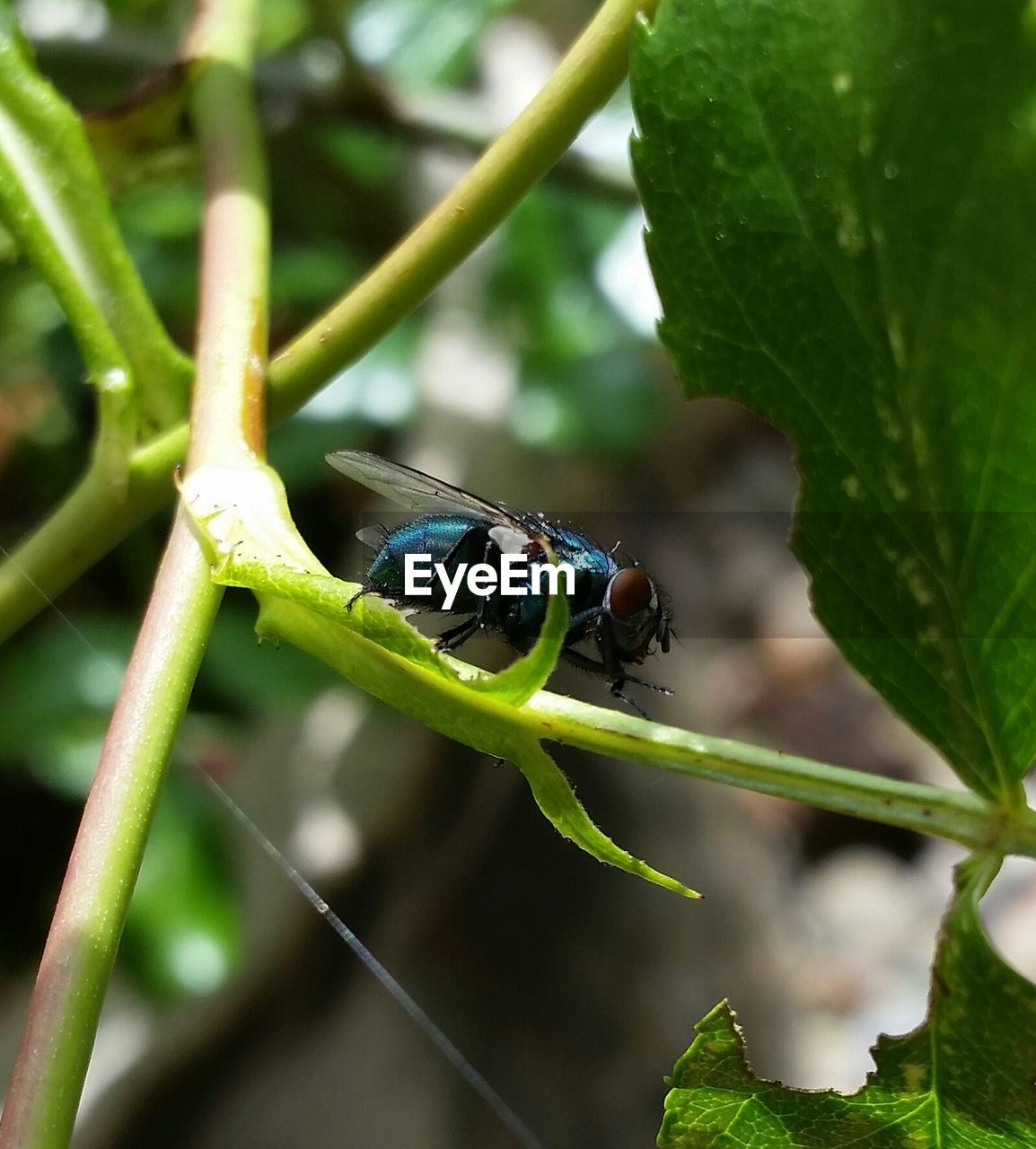 Close-up of insect on plant