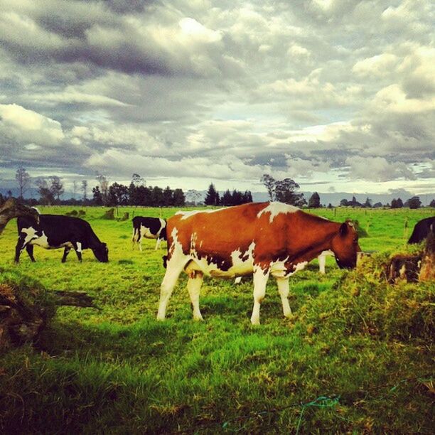 COWS GRAZING ON GRASSY FIELD AGAINST CLOUDY SKY