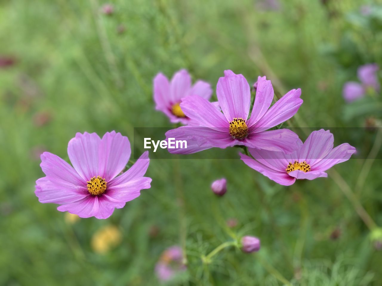 CLOSE-UP OF PINK COSMOS FLOWER GROWING ON LAND